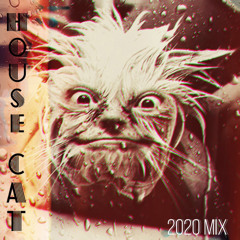 House Cat Mix 2020