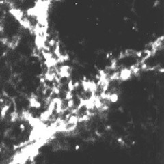 Kvadrat - Dying Pulsar *FREE DL*