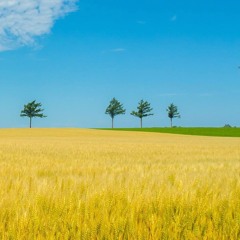 رب الحصاد نسألك- خدمة السماء على الأرض - مصر