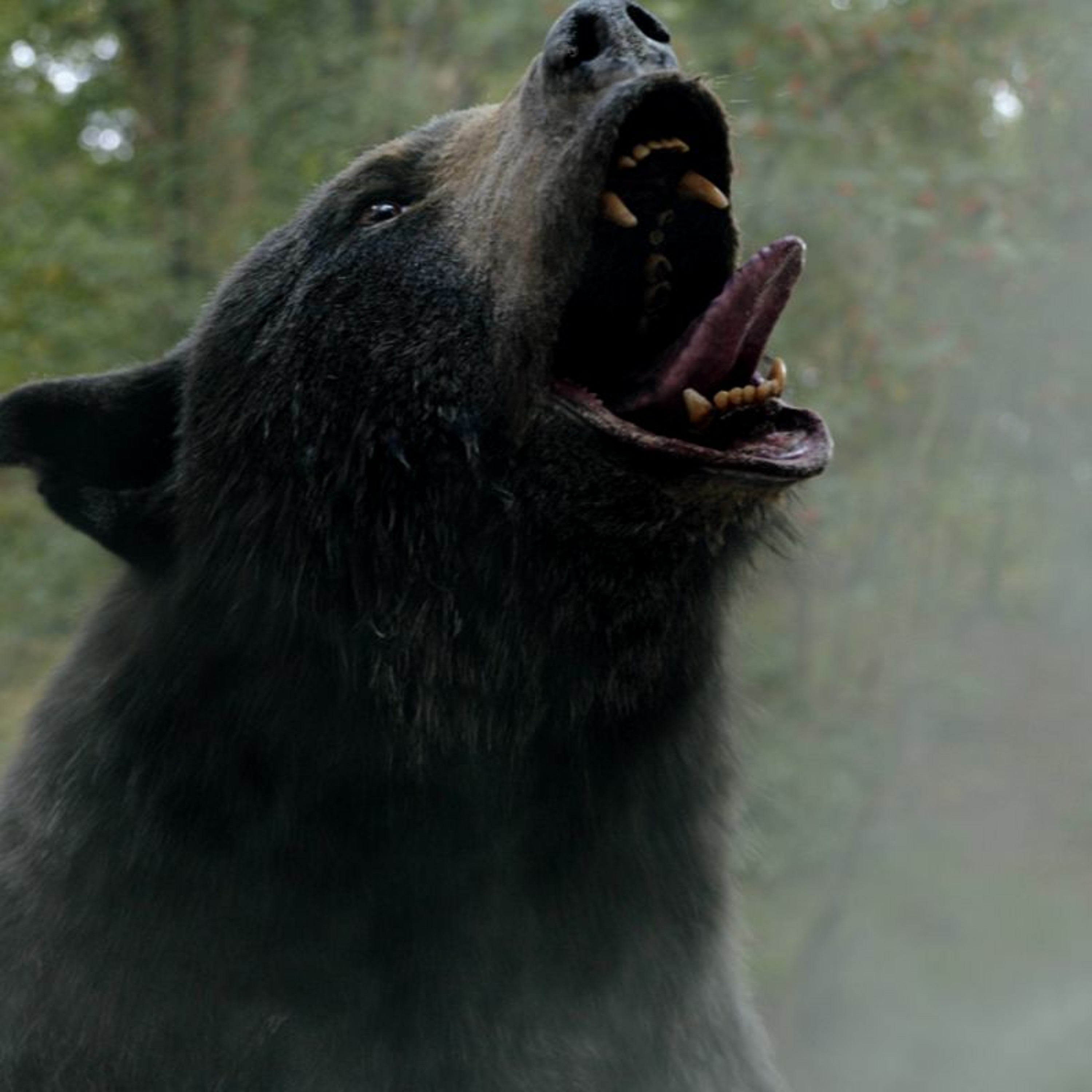 Episode 689: Cocaine Bear episode artwork
