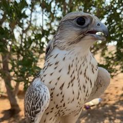 سلطان العذبه و مسفر السندوانه - حب الهجن (حصرياً)  2023.m4a