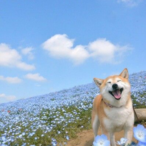 blue flower (Prod. @harui x @prodriki)