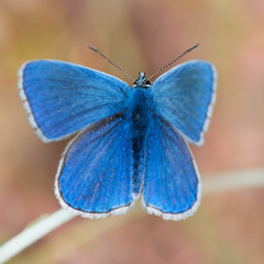 Blueish