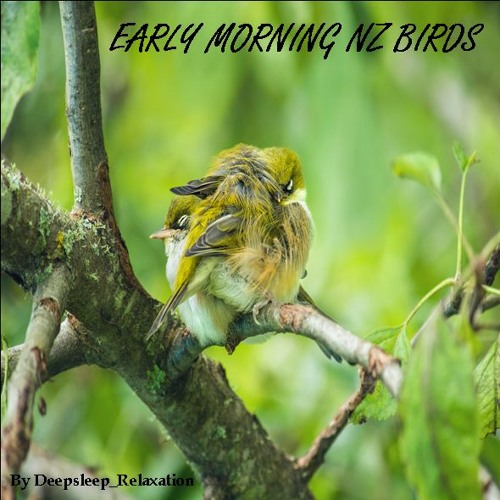 10MINUTE MORNING NEW ZEALAND BIRD CALLS