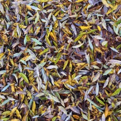 Soil (with Lauren Sheerman)