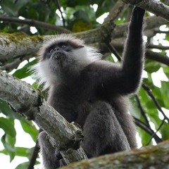 Semnopithecus vetulus vetulus Sri Lanka Sinharaja - Purple-faced langur - Semnopithèque blanchâtre