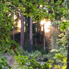 The Woods (Cosmo Sheldrake cover)