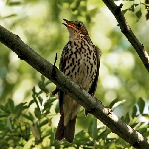 Song Thrush once more