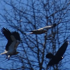 Joute aérienne entre deux Vautours percnoptères et un Grand Corbeau, un 13 mars 2024 à Lourdes (65)