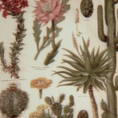 Two is a Roman Cardinal