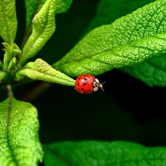 Ladybird Remix 24bit