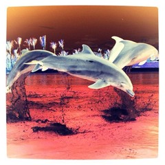 Dolphin2