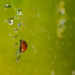 Drops