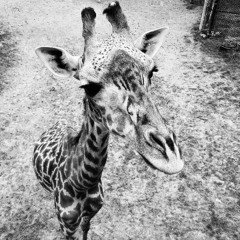 Placid Roadway - Savannah Run - Afro House Mix