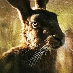 The Names Of The Hare