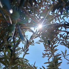 Dance for the sun