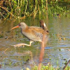Water Rail And Cettis W