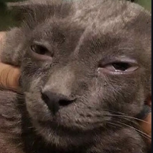 Papi $nippet (prod. BajaFlexx)