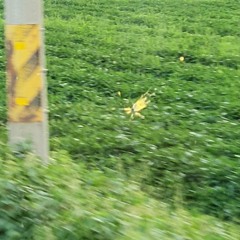 단초(Demo)