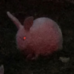 İSTEMEM SENİNLE ANIM OLSUN