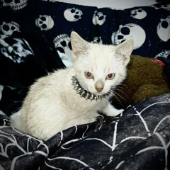 nine lives :3