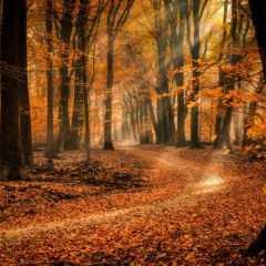 Concrete Drum x Bass - Forest Edition