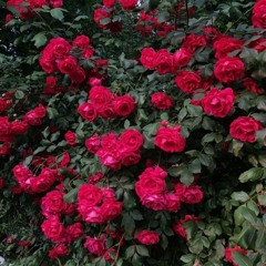 ROSE (Prod.STOPHISDAP)