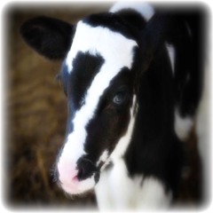 εїз ☆ 7 ☆ εїз