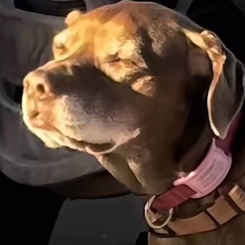 CLIFFORD
