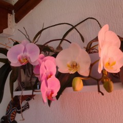 << Heureux pour la énième Fois  >> G. Ligny / Yves Alba