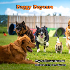 The Ultimate Guide to West Auckland Doggy Daycare