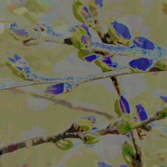 Spring Buds (naviarhaiku425)