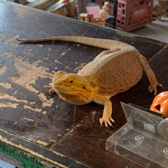 Soil into Sky ~ Veil Crossings