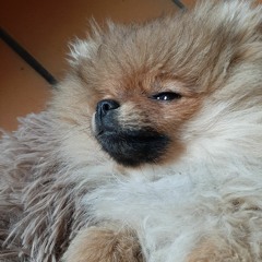 Titi