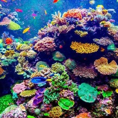 Coral  Impresionista