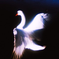 Shyntwirl - Swans In The Water (PROD. Shyntwirl)