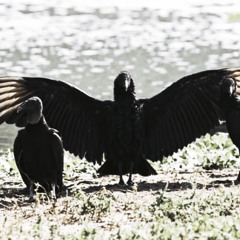 (TENEBRIXX XXILVAM MIX) 919🦅🦜🦉2094🕊🦇🦢2288 (PROD. NIKO SOUTH)