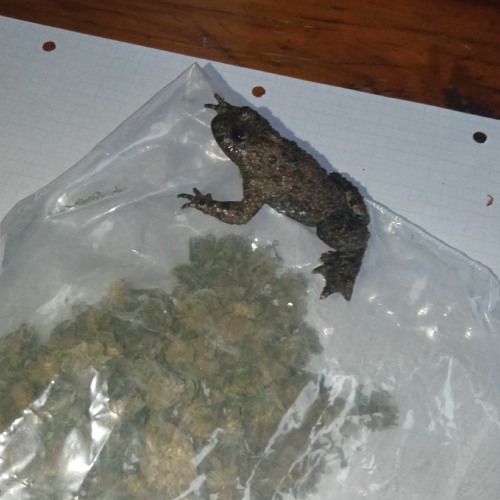 DaMirel - Herostana (dnb)