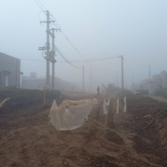 fog