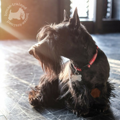 We Are House Trained