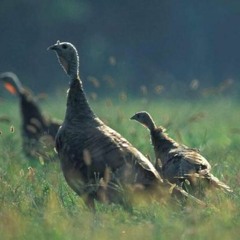 Missouri Dept. of Conservation Turkey Biologist Explains the Turkey Decline