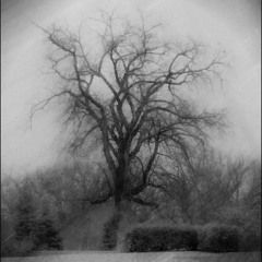 arboretum. podcast 12: Vlad Sóro
