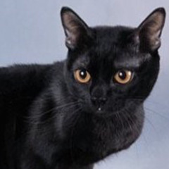 88 days - sara King(cover)