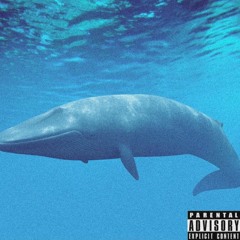 Blue Whales Freestyle
