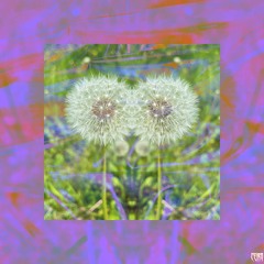CEIRO - Dandelion