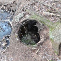 A Ring Of Roots