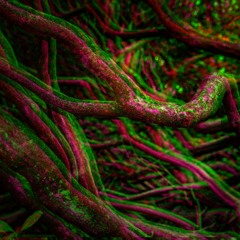 Roots