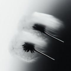 تذلل لمن تهوى - أحمد دكدك