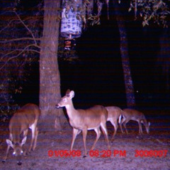 another day in my chode life