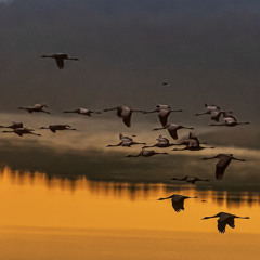 rainy dawn lights - november 2025